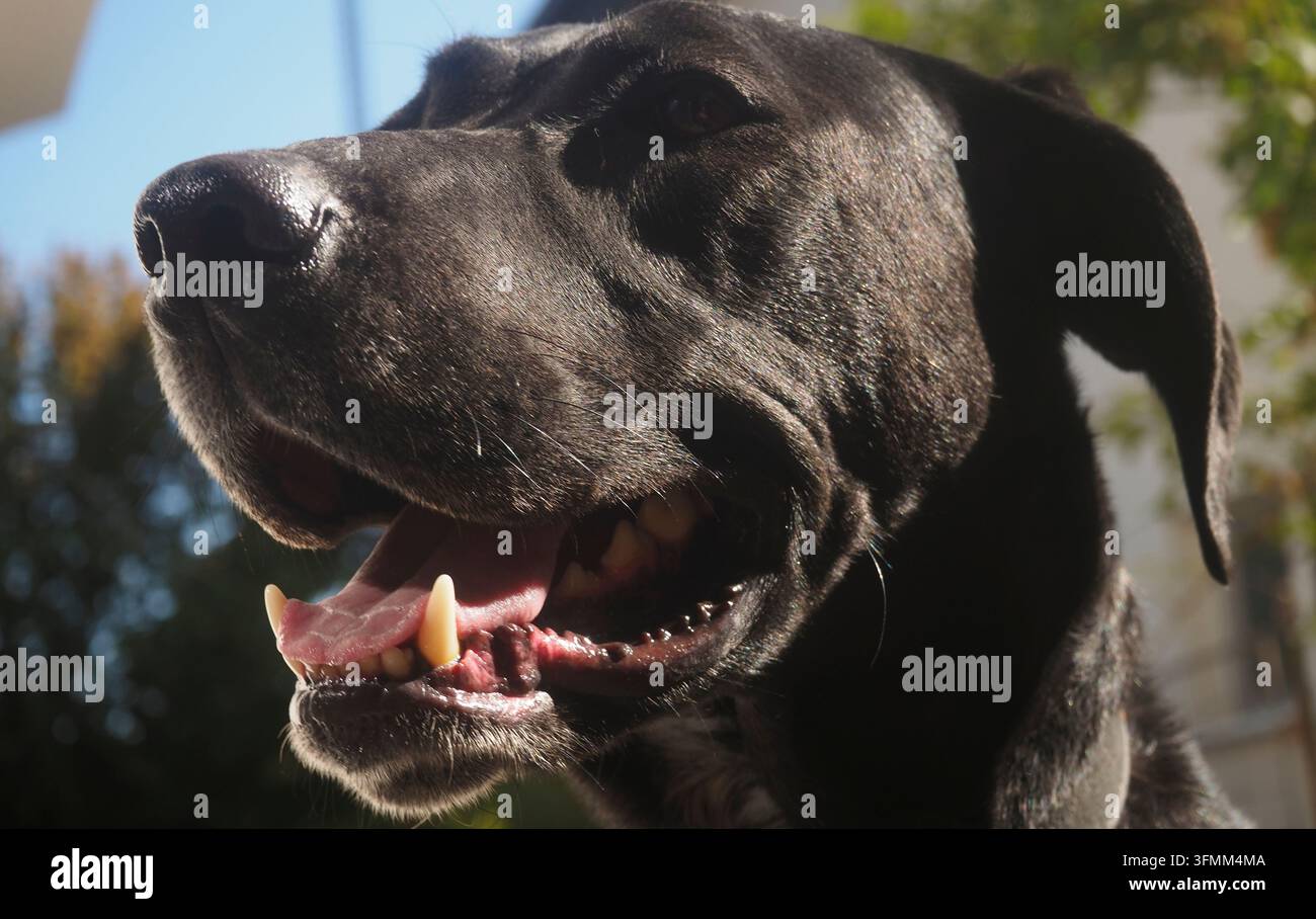 Profilo di un cane nero di razza mista felice Foto Stock