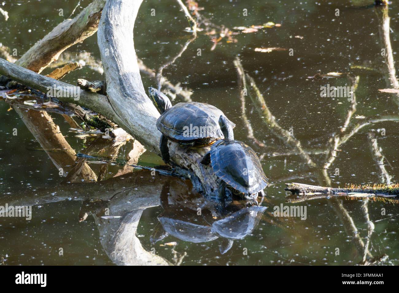 Biodiversità - Trachemys scripta elegans - Tartarughe dalla testa rossa si crogiolano su un albero caduto Foto Stock