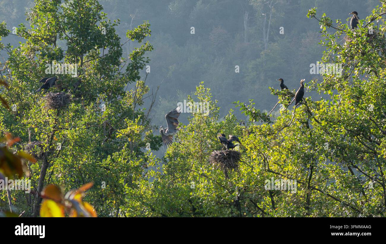 Fauna d'Europa - Phalacrocorax carbo - Colonia riproduttiva di marangone dal collare negli alberi riverside Foto Stock
