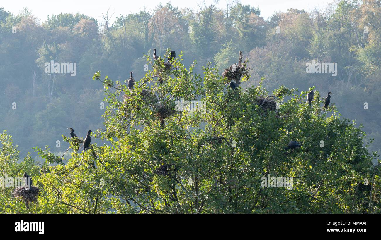 Fauna d'Europa - Airone cenerino che arriva nella colonia di nidificazione dei cormorani Foto Stock