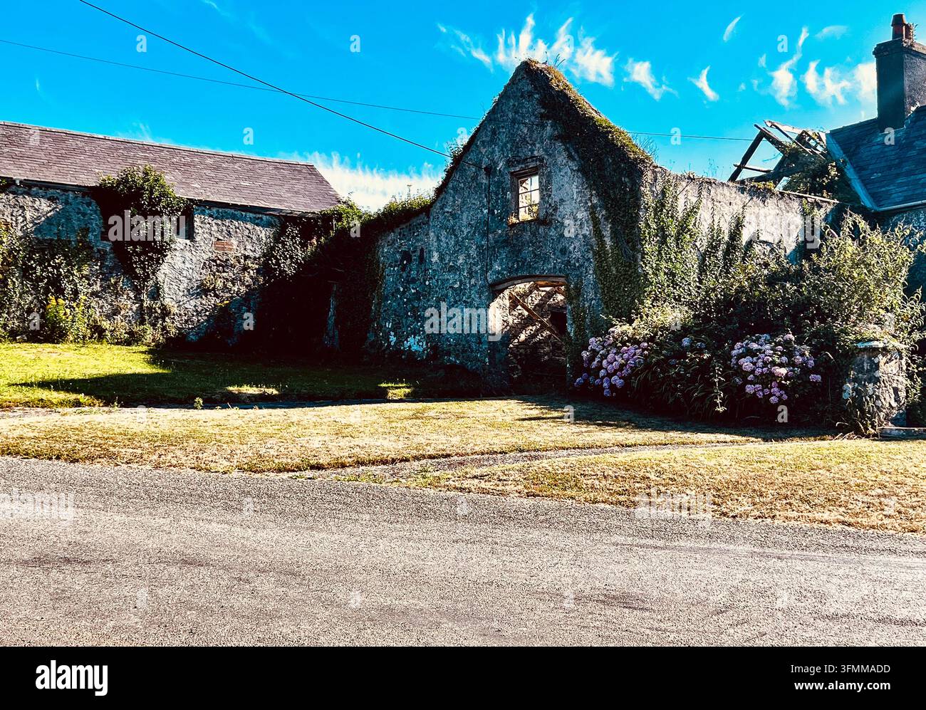 Rovina soleggiata di una fattoria in pietra ricoperta di edera con tetto crollato e finestra vuota, Warren, Pembrokeshire, Galles, Regno Unito Foto Stock