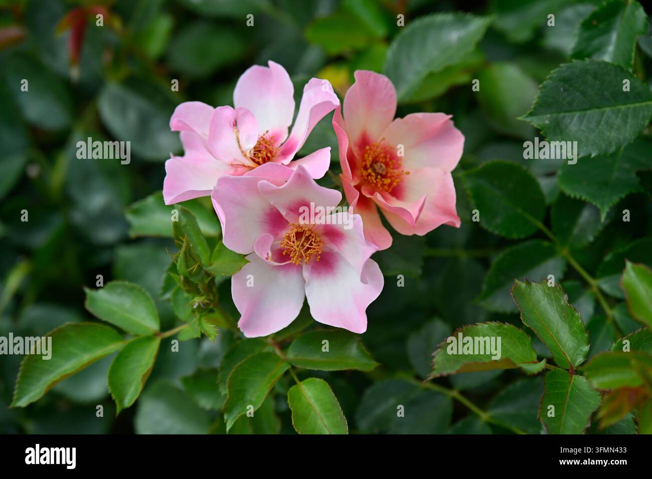 Fiori estivi rosa singoli della rosa ibrida Persica, For Your Eyes Only, che crescono in un giardino del Regno Unito a giugno Foto Stock