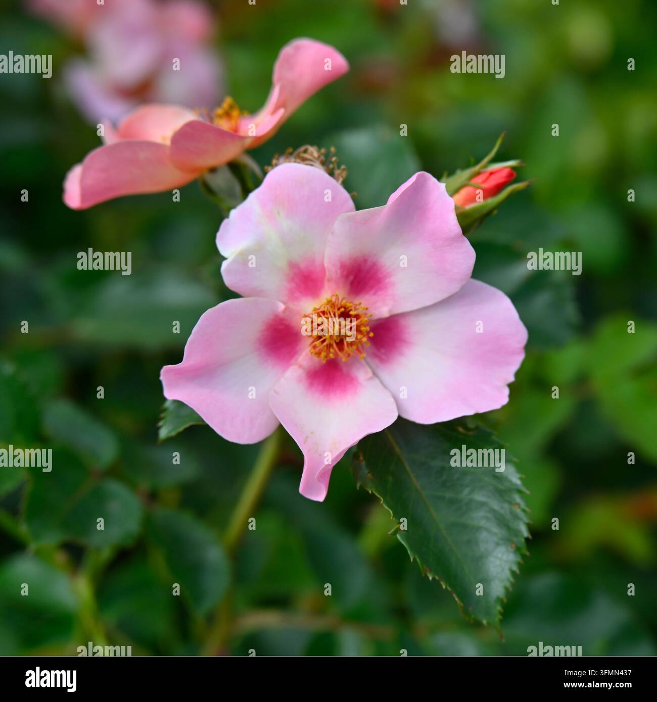 Fiori estivi rosa singoli della rosa ibrida Persica, For Your Eyes Only, che crescono in un giardino del Regno Unito a giugno Foto Stock