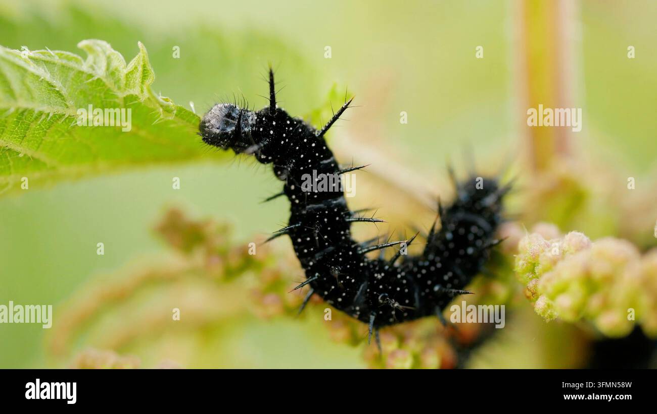 Aglais io, farfalla Inachis del pavone europeo, cibo nero per le larve, ortica Urtica dioica, larva di insetto, stadio larvale, Lepidotteri mangiano vo Foto Stock