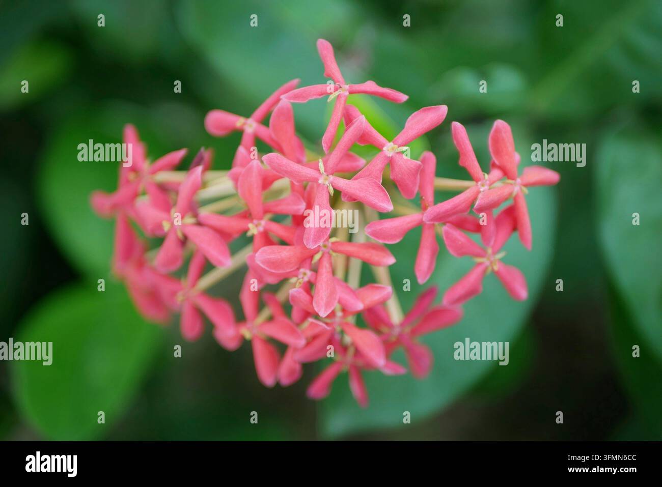 Ixora Coccinea Rubiaceae rosso vivace, giungla Granium, foresta di fiamme o pendkuli di grappoli di fiori commestibili densamente colorati, siepi ornamentali in t Foto Stock