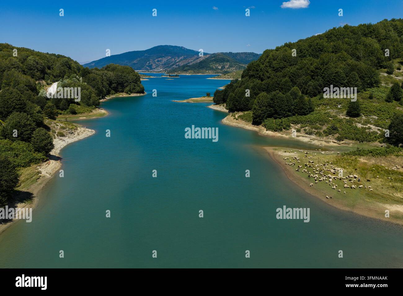 Vista aerea di pecore che pascolano lungo la riva del lago artificiale Aoos vicino a Metsovo, circondate da acque cristalline e paesaggi montani Foto Stock