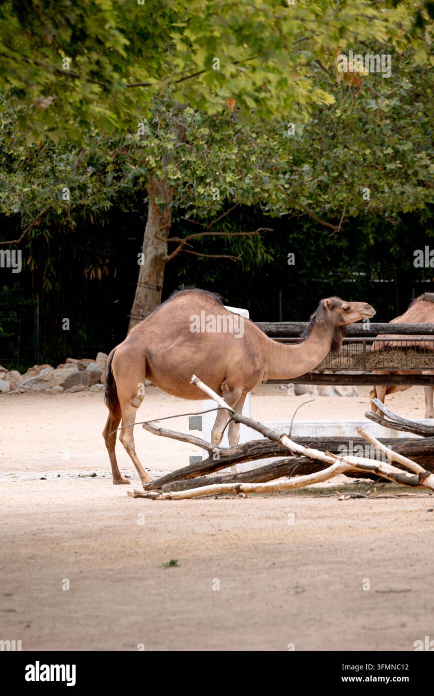 Cammello dromedario attraversa un recinto sabbioso tra rami caduti allo zoo di Berlino. Foto Stock