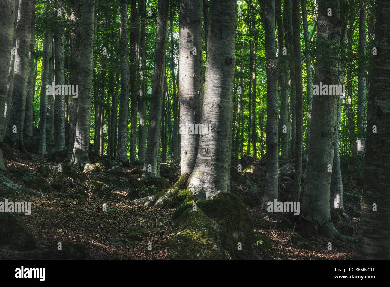 La luce del sole colpisce i tronchi di faggi in una foresta di faggi sul Monte Amiata. Province di Siena e Grosseto, Toscana, Italia Foto Stock