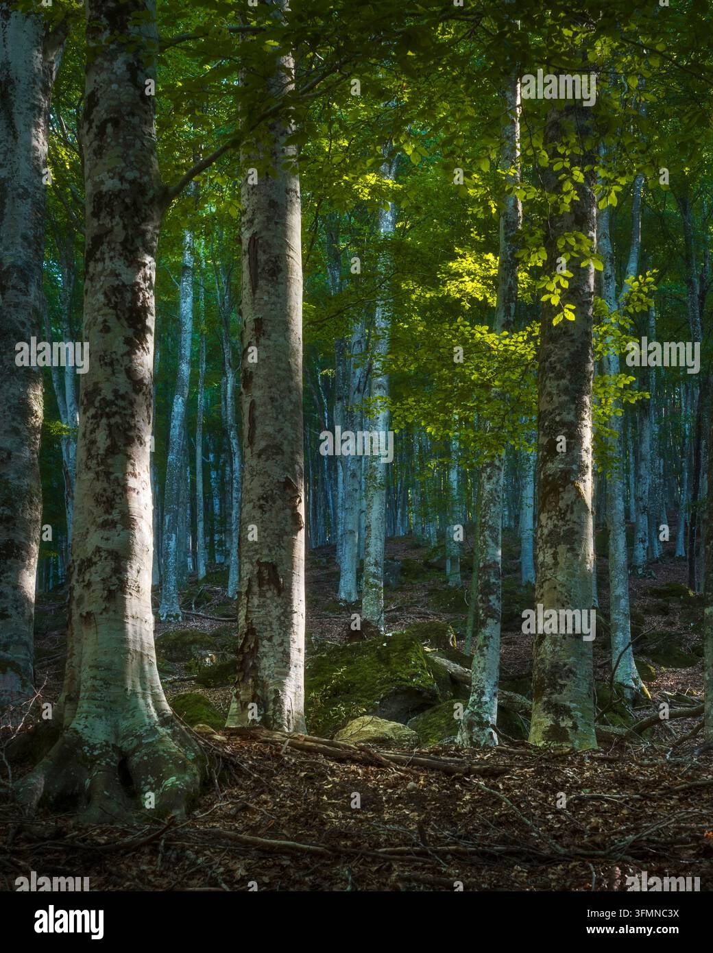 La luce del sole che filtra attraverso i tronchi di faggi nella lussureggiante foresta del Monte Amiata in autunno. Provincia di Grosseto, Toscana, Italia Foto Stock