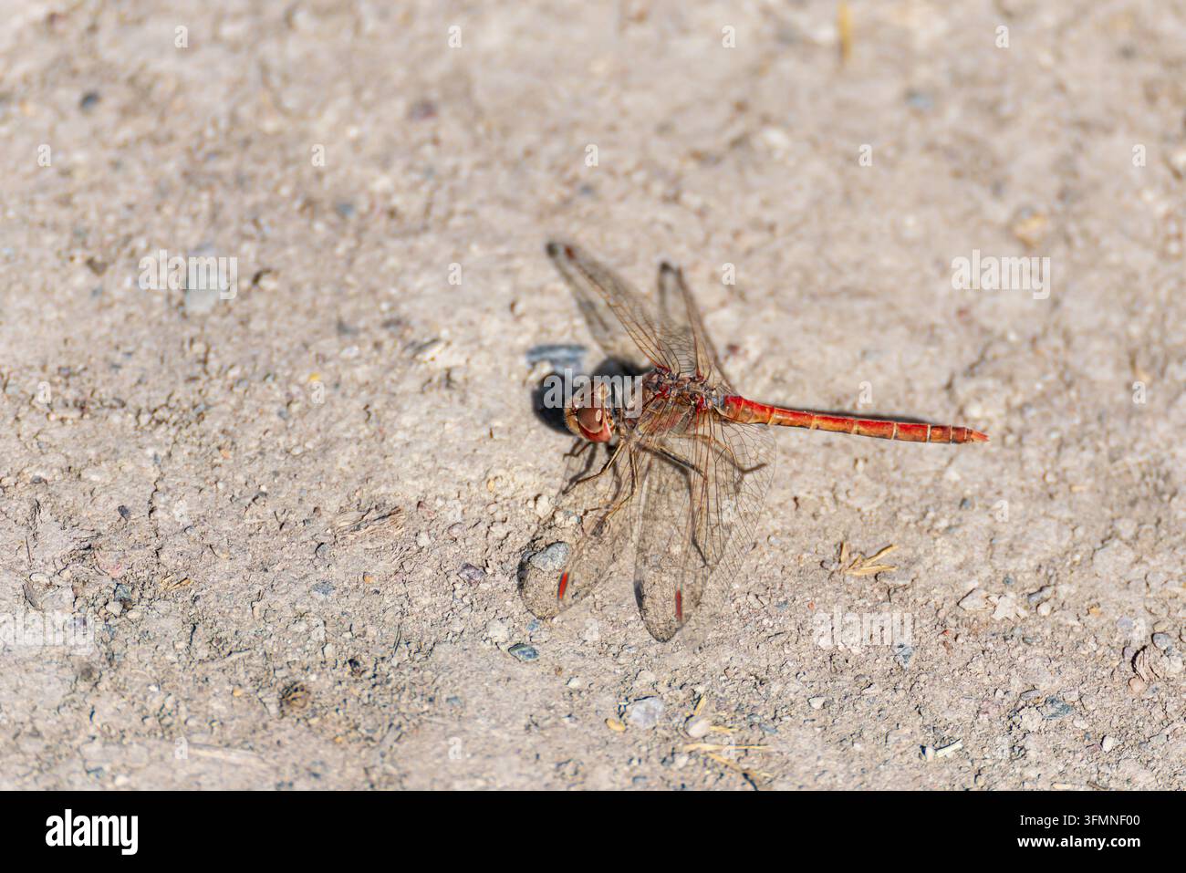 Bellissima libellula rossa posata su terreno asciutto. Questa foto stock cattura un primo piano dettagliato di una vibrante libellula seduta su una superficie di terra strutturata. Foto Stock