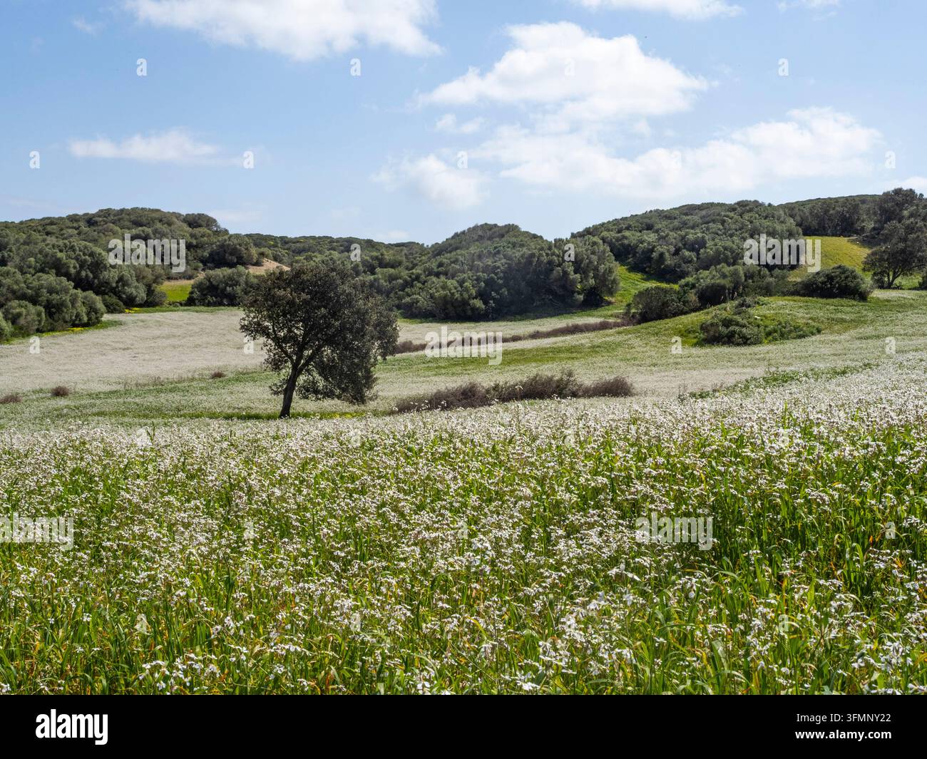 Campo di fiori a Minorca, Spagna Foto Stock