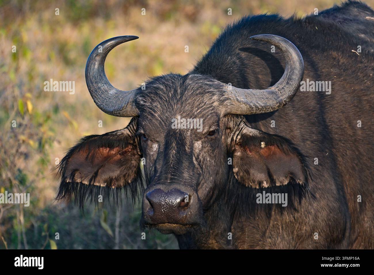 Ritratto ravvicinato di un bufalo africano (Syncerus caffer) con corna massicce e curve nell'habitat naturale della savana africana. Foto Stock