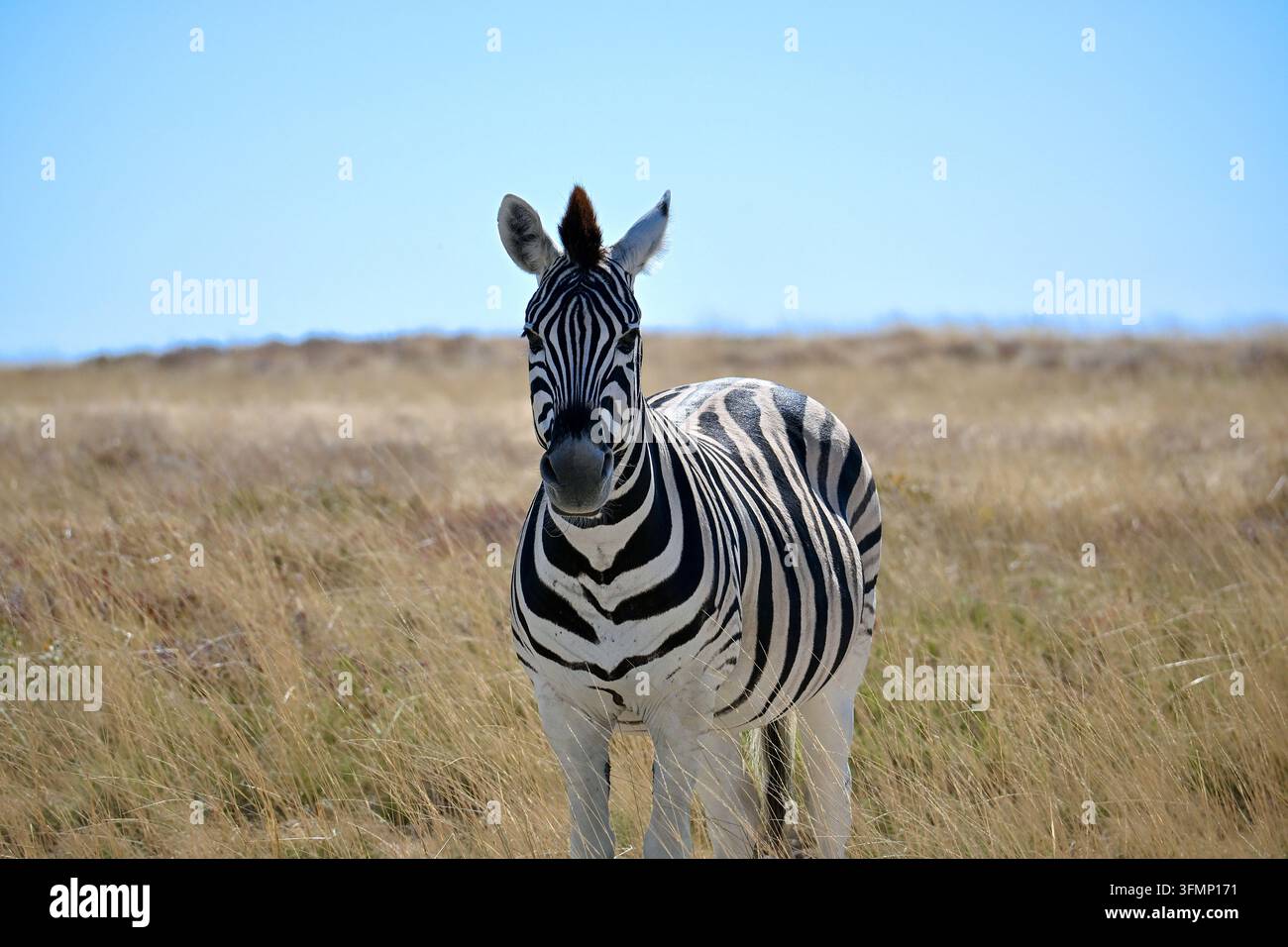 Una zebra della pianura (Equus quagga) in piedi in una prateria secca e che guarda direttamente la fotocamera nel Parco Nazionale di Etosha, Namibia, Africa. Foto Stock