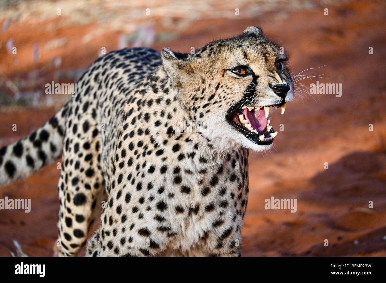 Primo piano di un ghepardo (Acinonyx jubatus) che mostra i denti nel Kalahari, Namibia, con un'intensa espressione difensiva. Foto Stock
