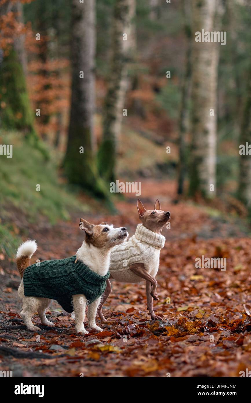 American Hairless Terrier e Jack Russell Terrier in maglione camminano nel bosco, circondati da foglie arancioni. I loro passi sono sincronizzati. Foto Stock