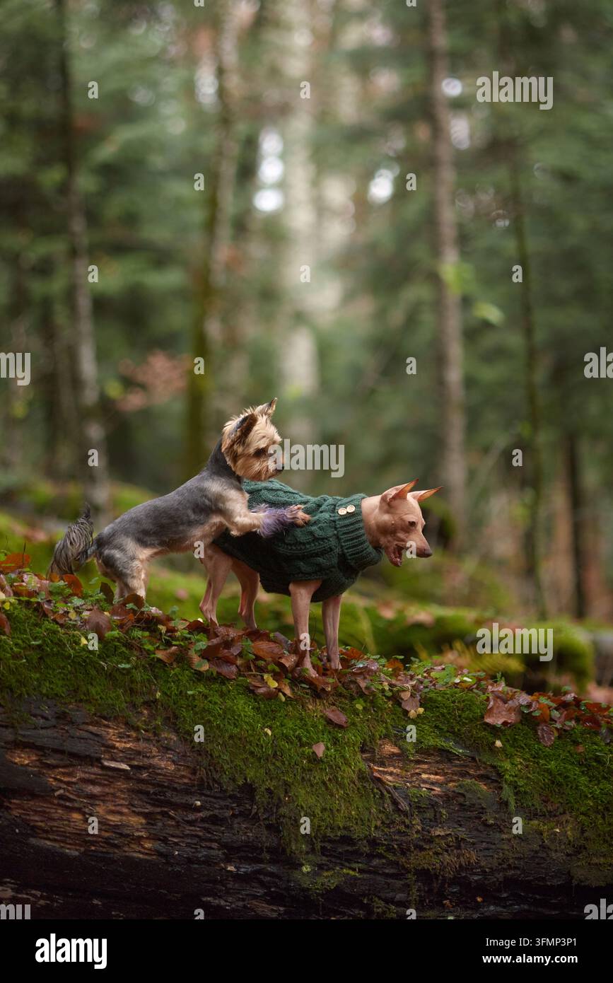 Uno Yorkshire Terrier e un American Hairless Terrier camminano insieme in una foresta verde e muschiosa. La luce soffusa e gli alberi fitti creano un'atmosfera tranquilla Foto Stock