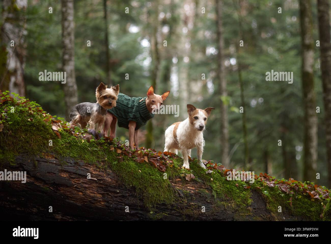 Tre cani di razze diverse camminano insieme nella foresta su un tronco coperto di muschio. Lo sfondo mostra alberi verticali morbidi e luce naturale. Foto Stock