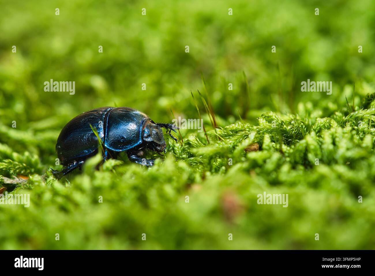 Fotografia macro di un coleottero blu scuro lucente che cammina su muschio verde vibrante sul suolo della foresta. Bella luce naturale e poca profondità di campo Foto Stock