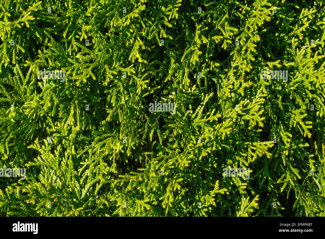 Texture di fogliame sempreverde verde lussureggiante come sfondo naturale alla luce del sole brillante Foto Stock