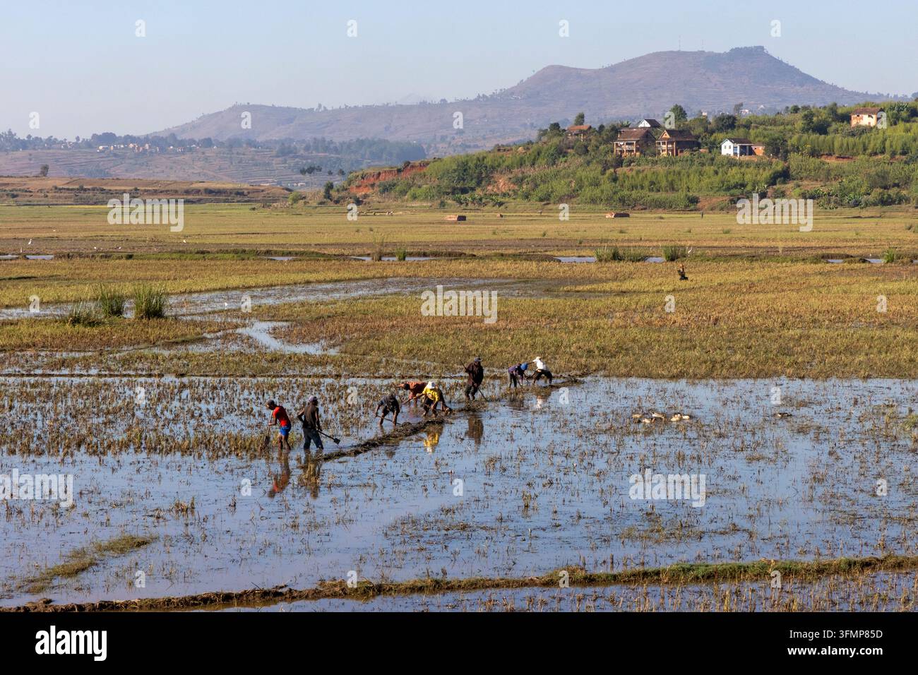 Un gruppo di contadini lavora insieme in un campo di riso allagato sovrastato da un villaggio collinare, Vakinankaratra, Antsirabe, Madagascar Foto Stock
