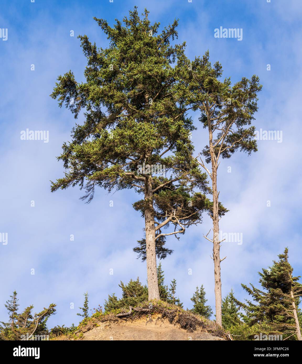 Gli abeti di Sitka crescono su una scogliera costiera erosiva sopra Indian Beach nell'Ecola State Park sulla costa dell'Oregon. Foto Stock
