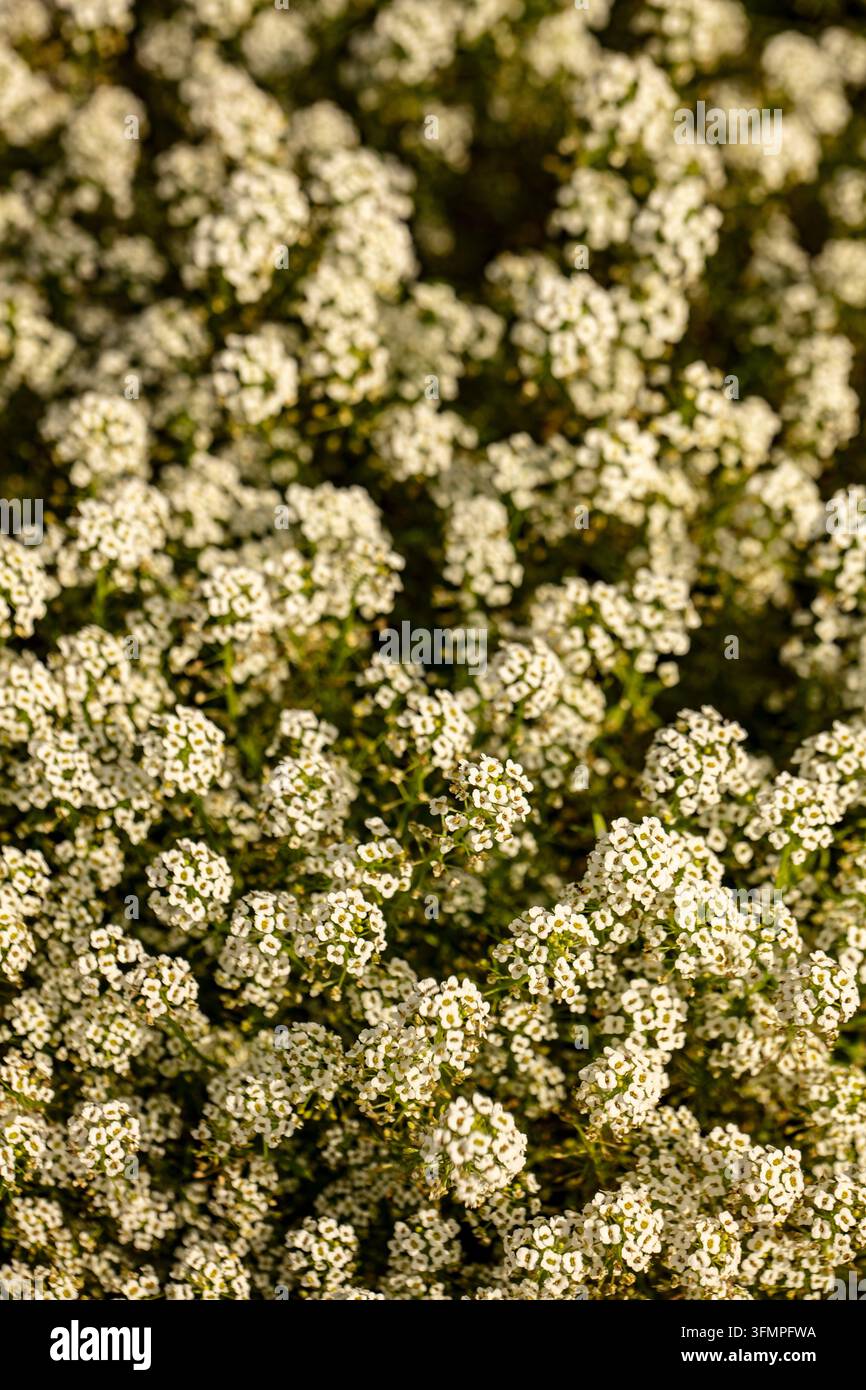 Primo piano naturale di una copertura del suolo fiorita ritratto di Lobularia maritima 'Carpet of Snow', alyssum dolce 'Carpet of Snow', Alyssum 'Carpet of Snow', in forma. Foto Stock