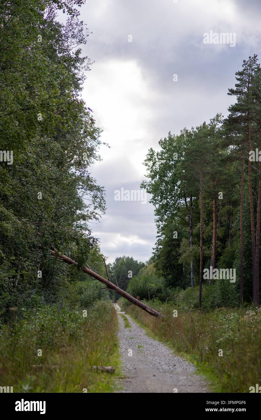 Albero caduto che blocca una stretta strada sterrata attraverso una fitta foresta sotto un cielo nuvoloso. Foto Stock