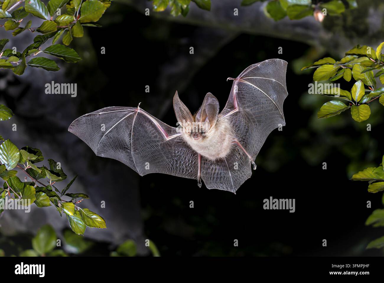 Pipistrello dalle orecchie lunghe marrone (Plecotus auritus) che vola in aria in ambiente forestale. Scenario naturalistico della natura in Europa. Foto Stock
