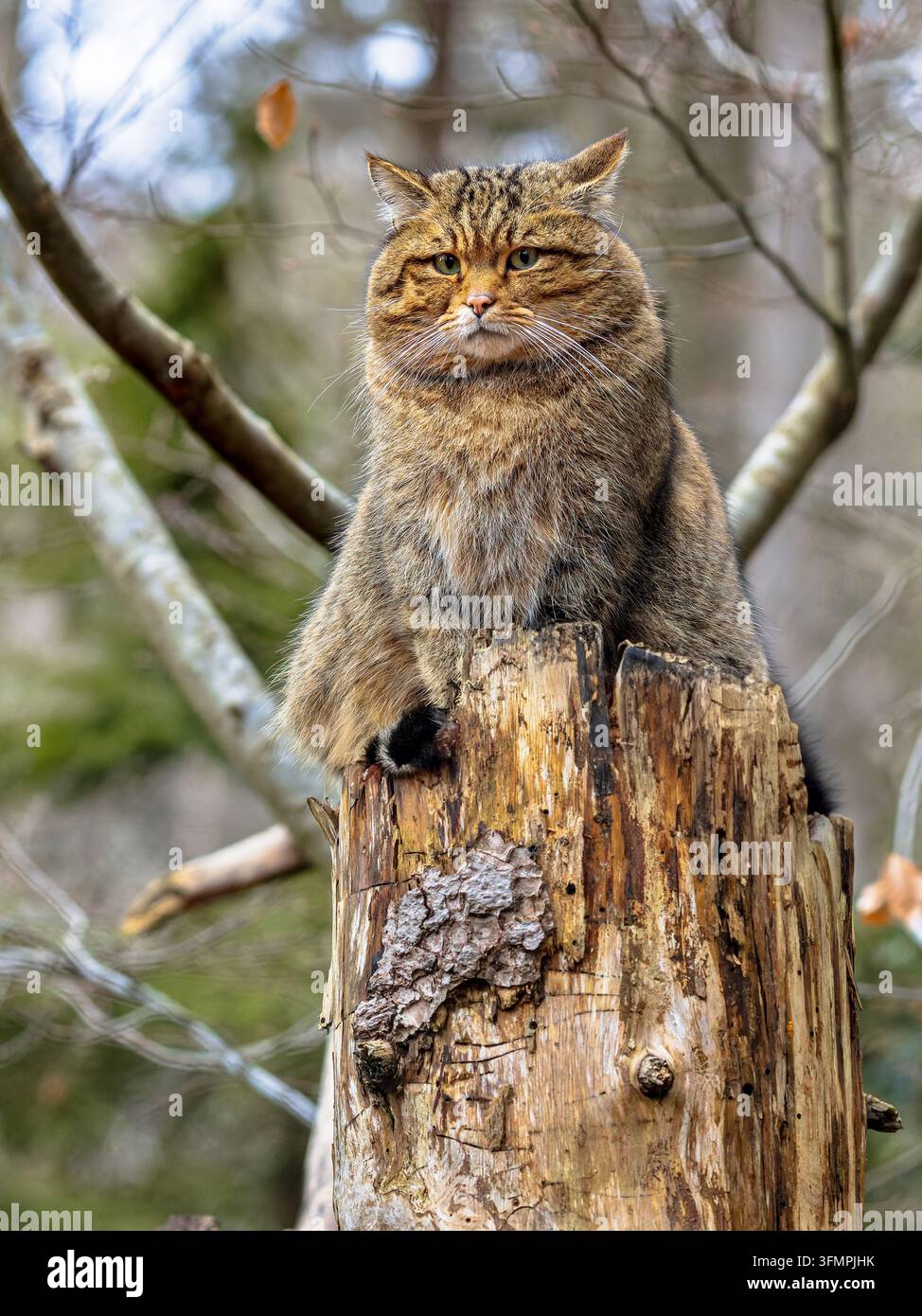 Adorabile primo piano di un gatto selvatico europeo maschio su un tronco (Felis silvestris) in un ambiente naturale di foresta di montagna Foto Stock
