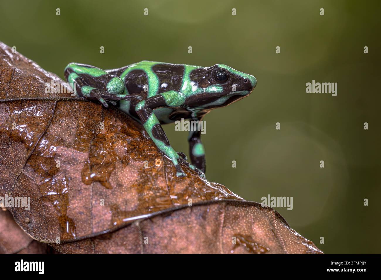 La rana velenosa verde e nera (Dendrobates auratus) è originaria dell'America centrale meridionale. E una delle rane velenose più variabili del colon Foto Stock