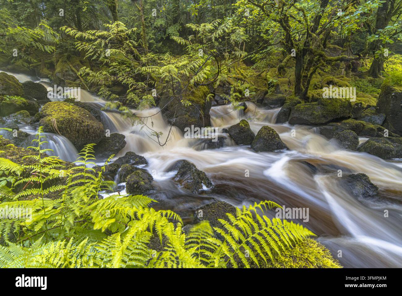 Fotografia a lunga esposizione di un fiume dalle acque rapide che scorre attraverso boschi temperati sull'Isola di Mull, Scozia. Effetto acqua setosa creato da una lenta esposizione Foto Stock