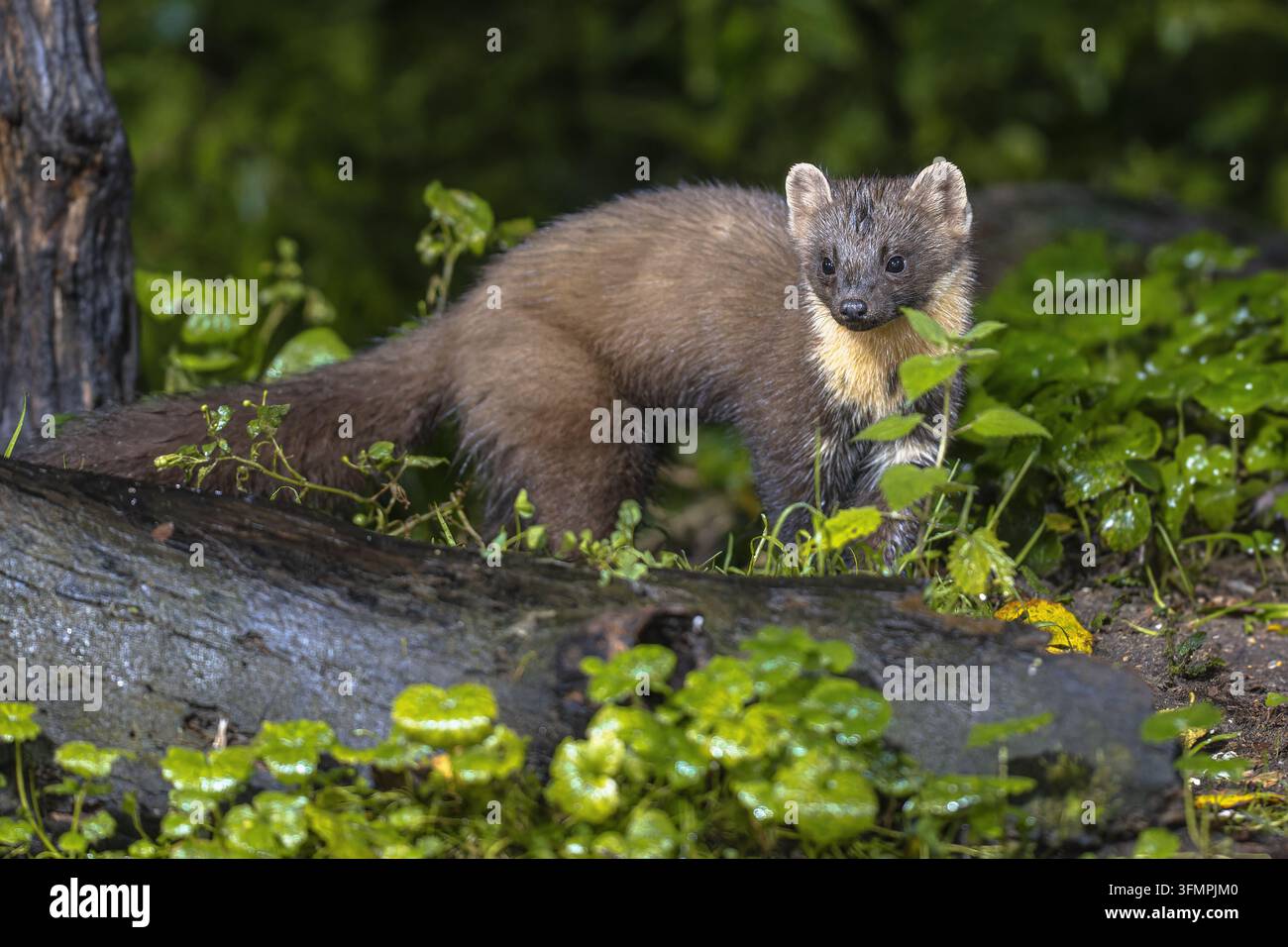 Marto (Martes martes) in piedi in circostanze oscure in una foresta lussureggiante di notte. Scena della fauna naturale in Europa. Foto Stock