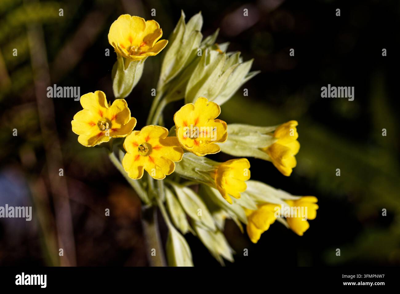 La Primula veris, la primula officinale, la primula comune o la primula delle vacche (o Primula officinalis Hill), è una pianta erbacea perenne a fiore. Foto Stock