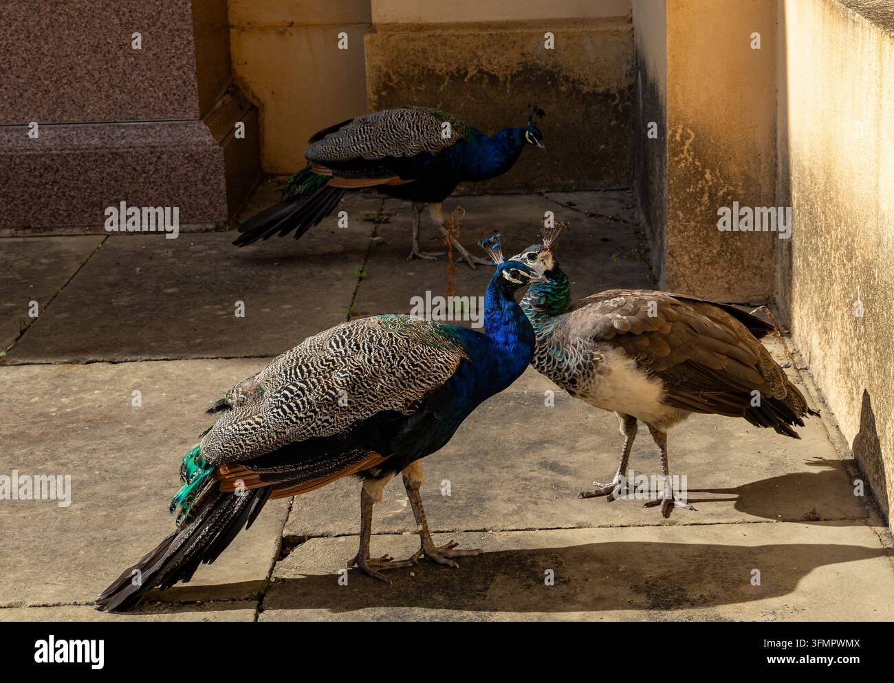 Due pavoni blu e una pavona marrone si trovano su un lastricato di pietra in un cortile illuminato dal sole, delimitato da mura, mostrando piume decorate e teste crestate Foto Stock