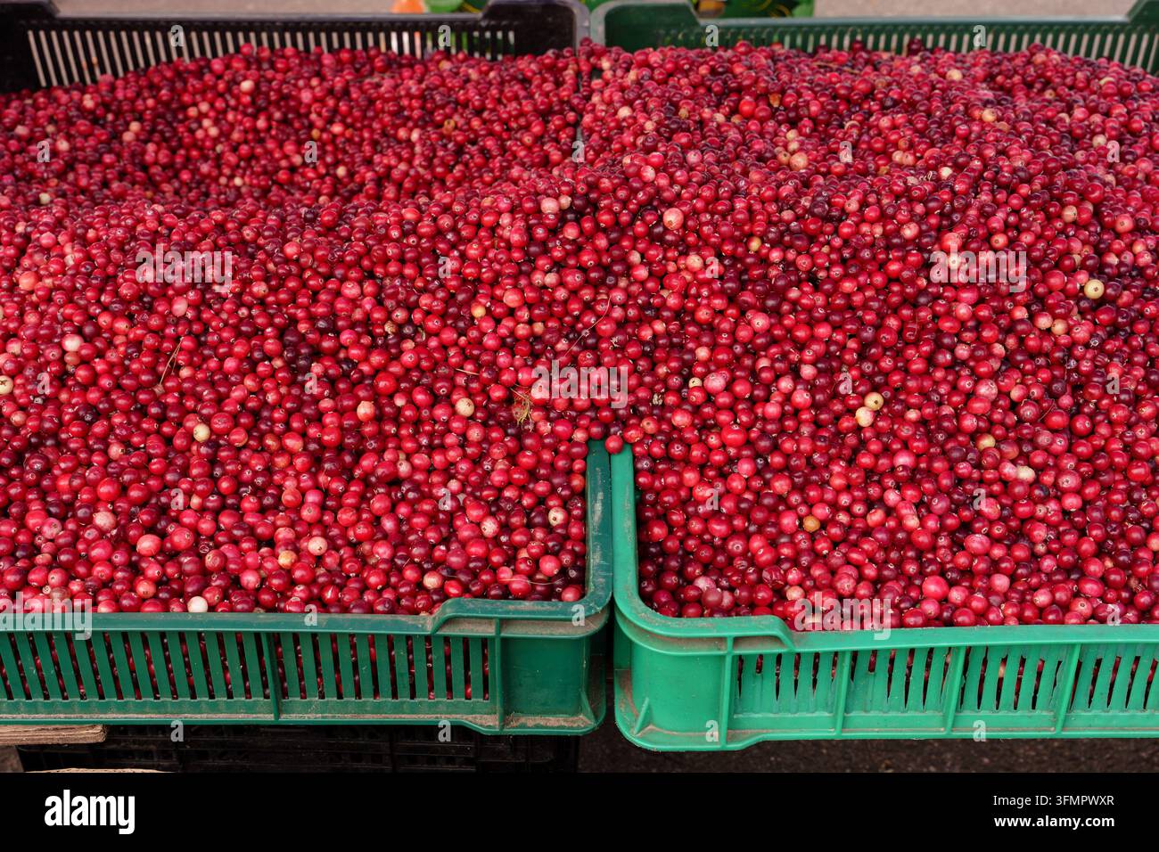 Mirtilli in casse al mercato autunnale. Il concetto di vendita al dettaglio di bacche stagionali, conservazione naturale delle vitamine, preparazione invernale Foto Stock