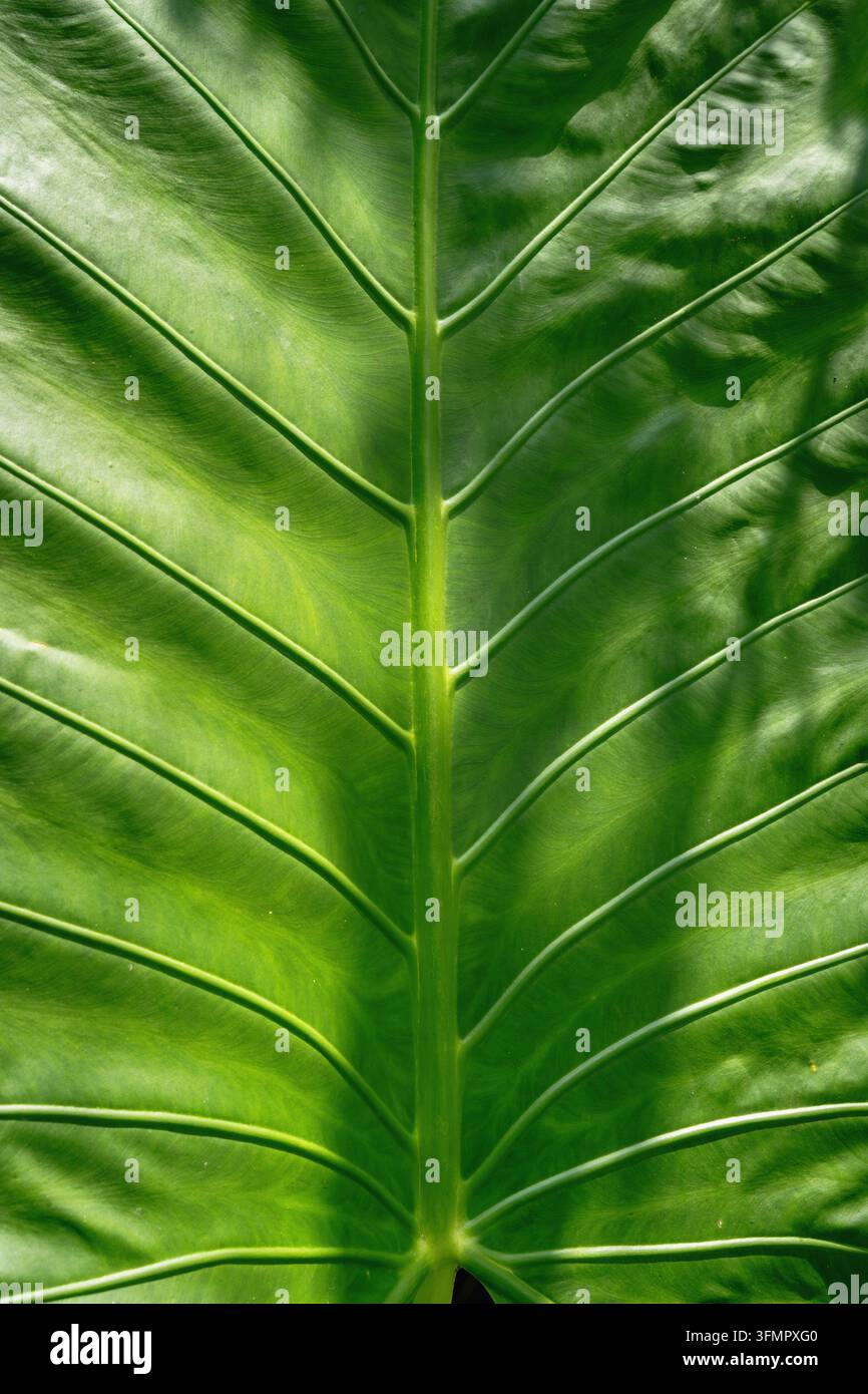 Vista macro di una foglia di orecchio d'elefante di un verde vivace che mostra un motivo naturale delle venature e una trama. Foto Stock