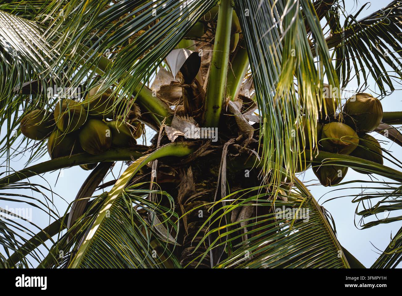 Grappoli di noci di cocco verdi fresche appesi a una palma tropicale contro un cielo soleggiato. Foto Stock