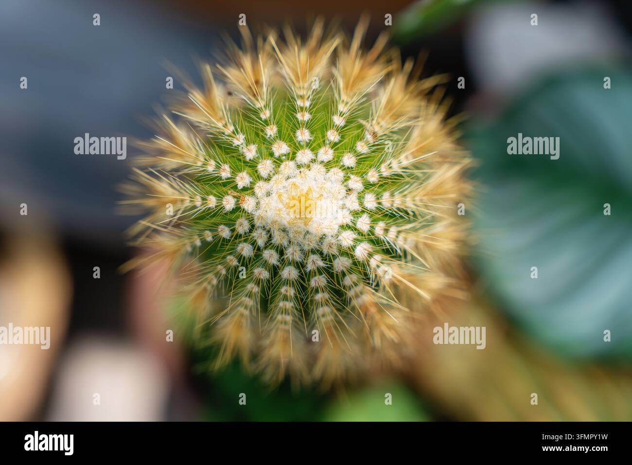 Macro di un cactus rotondo dorato che mostra spine gialle affilate dall'alto. Foto Stock