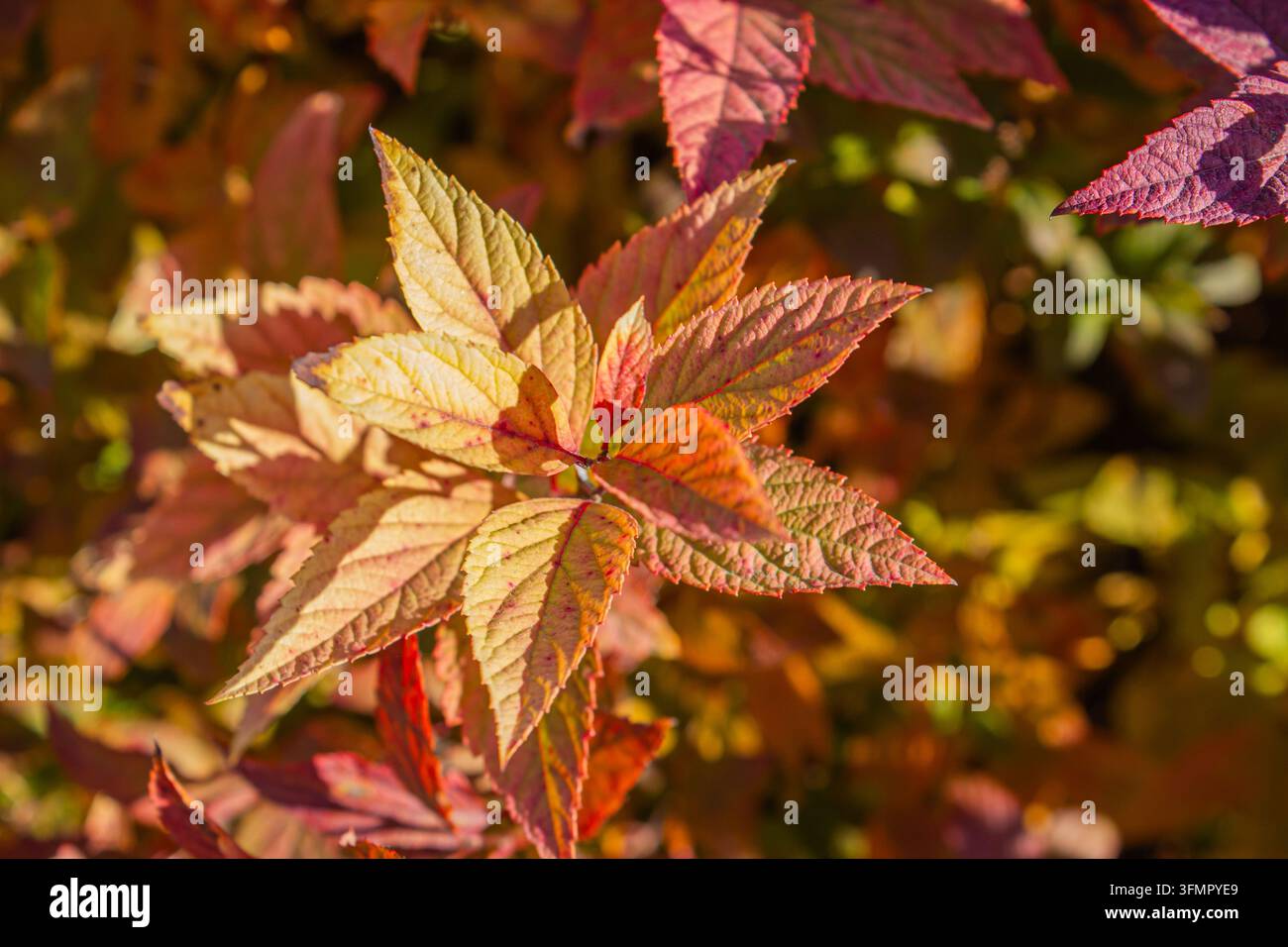 Colorate foglie di Spiraea japonica autunnali in fogliame giallo e rosso, vista ravvicinata per sfondo autunnale, paesaggio naturale del giardino e banner stagionale. Foto Stock