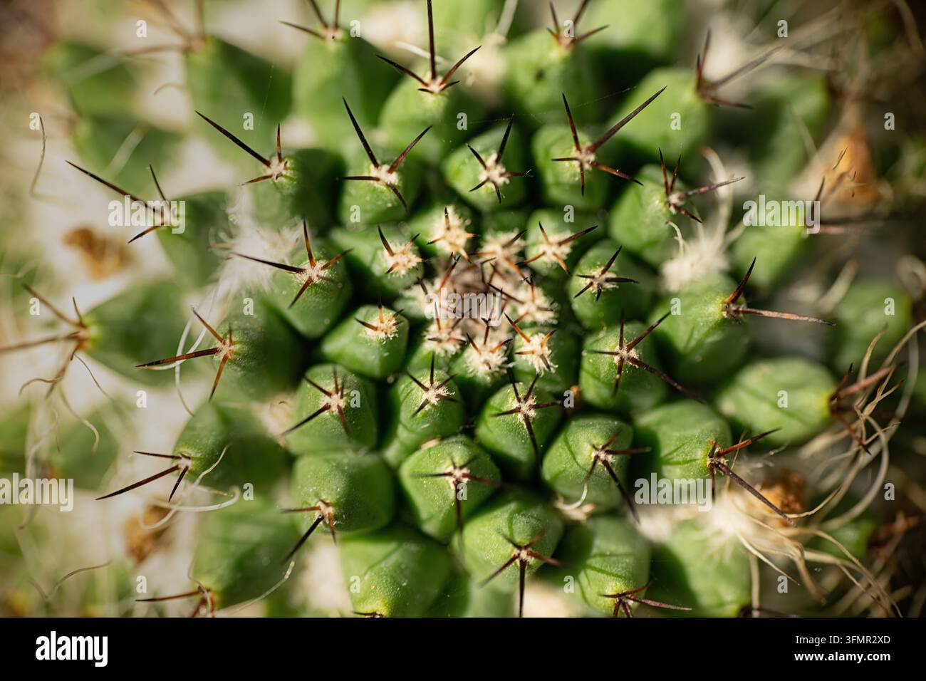 Primo piano di un cactus con spine bianche e peli vaporosi Foto Stock