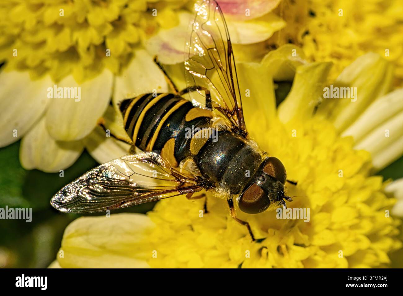 Insetto a strisce nere e gialle su un fiore giallo Foto Stock