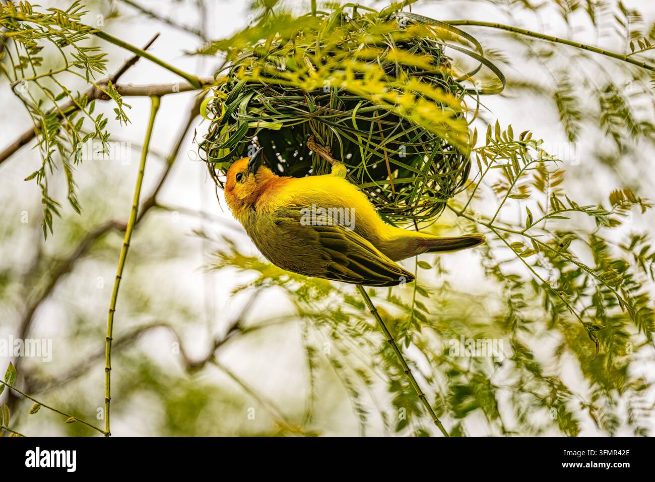 Piccolo uccello giallo in un nido appeso intrecciato Foto Stock