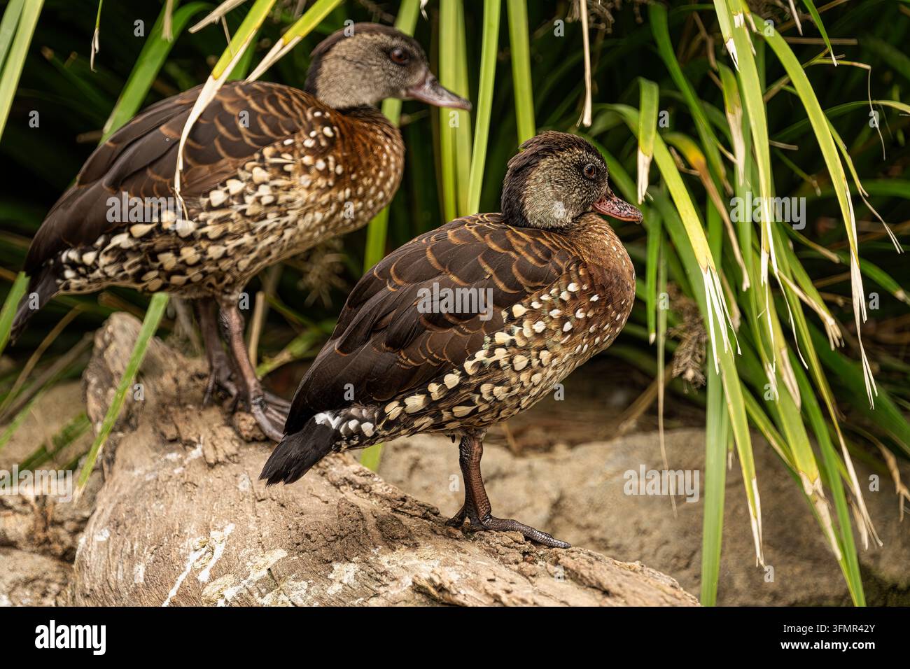 Coppia di anatre marroni screziate tra alti giunchi verdi Foto Stock