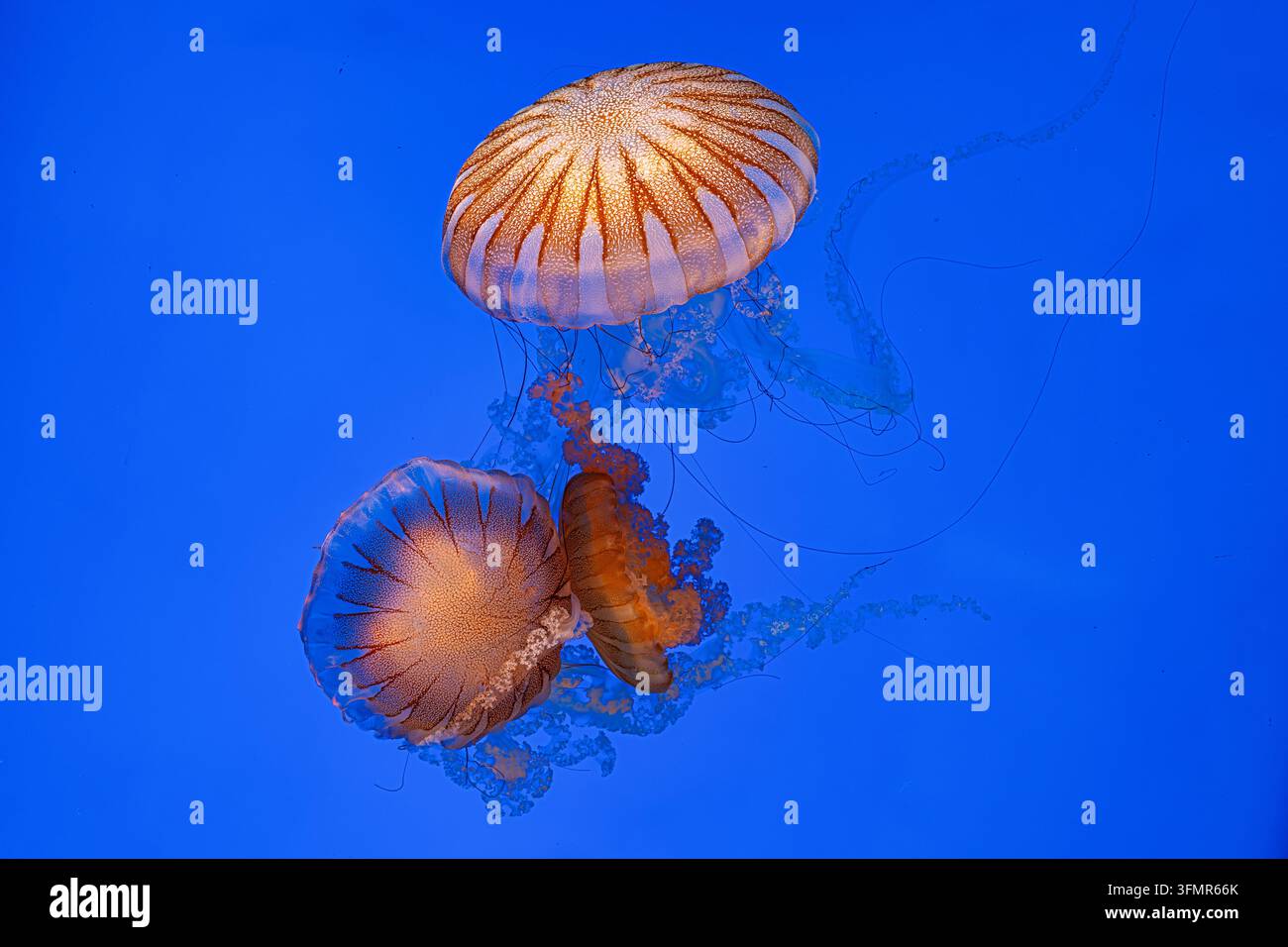 Due meduse luminose con campanelli traslucidi che galleggiano nell'acqua blu Foto Stock