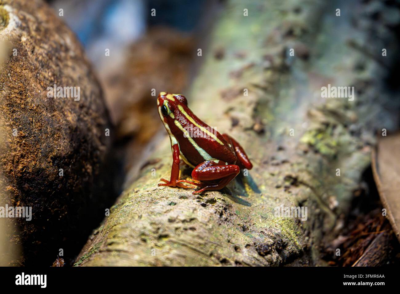 Rana rossa e nera con pelle macchiata seduta su una roccia Foto Stock