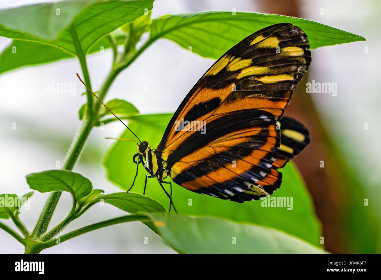 Farfalla a strisce gialle e nere appollaiata su una foglia verde Foto Stock