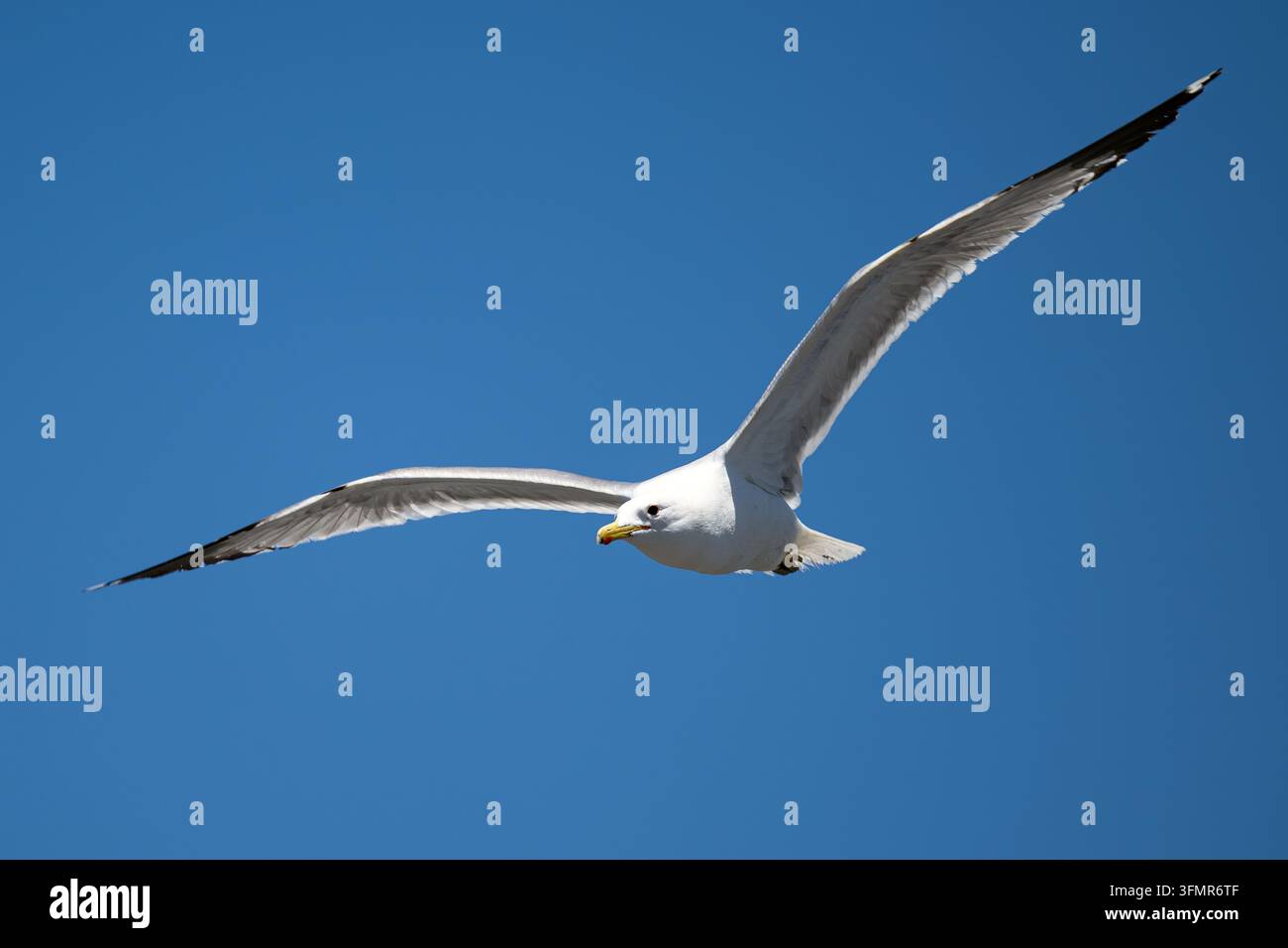 Gabbiano bianco che vola con le ali completamente spiegate in un cielo blu terso Foto Stock
