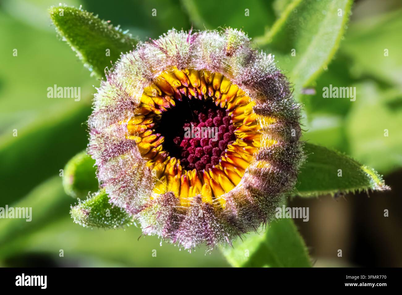 Primo piano di un bocciolo di fiore rotondo con squame esterne viola vellutate e un centro giallo e rosso Foto Stock