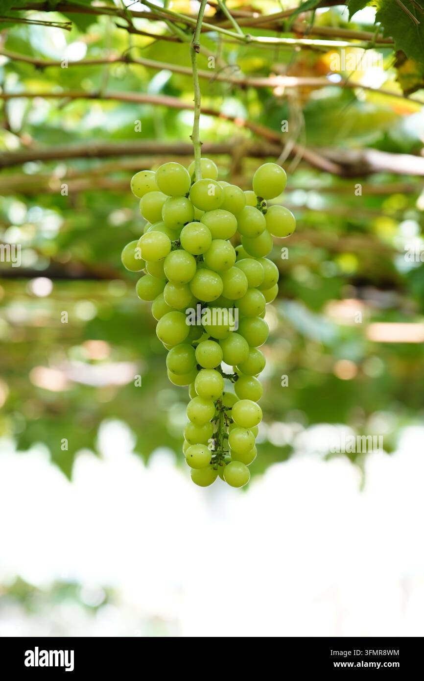 Gli acini pendono sui rami della vite e le foglie di vite verde smeraldo si distendono strato dopo strato. Il frutto è pieno e trasparente, è un'uva fresca Foto Stock