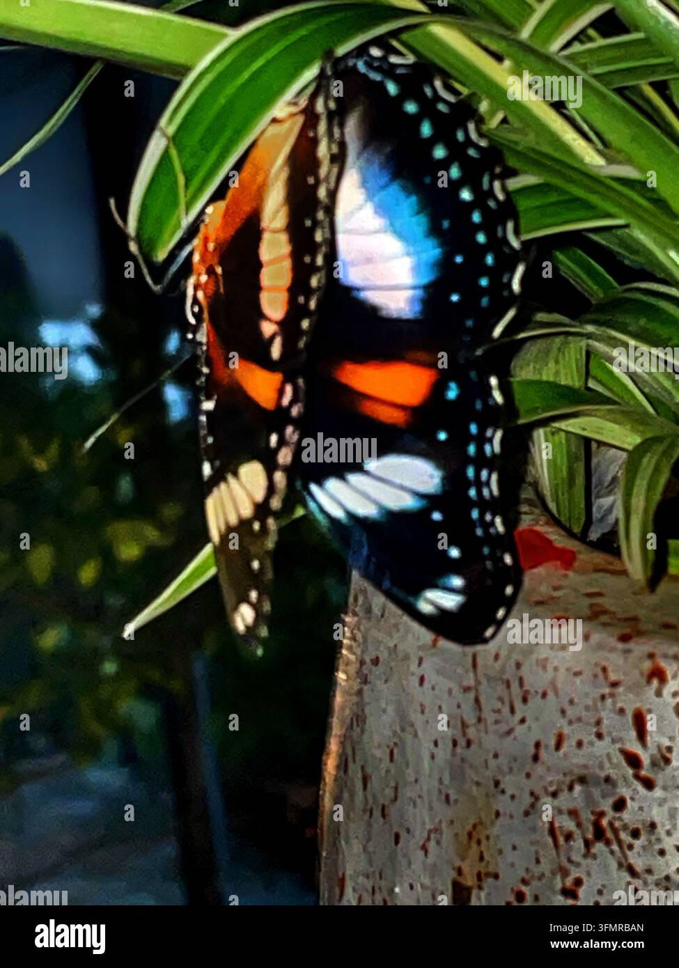 Farfalla che riposa su fogliame verde in un contesto di giardino a Geyer, Reggenza di Grobogan, Giava Centrale, Indonesia, l'11 maggio 2026 Foto Stock